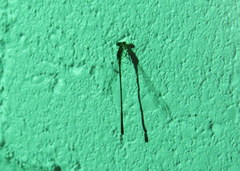 Enallagma vesperum