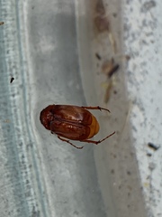 Phyllophaga crinita