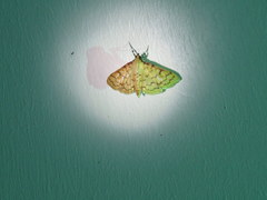 Polygrammodes flavidalis