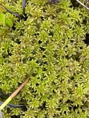 Sphagnum cuspidatum