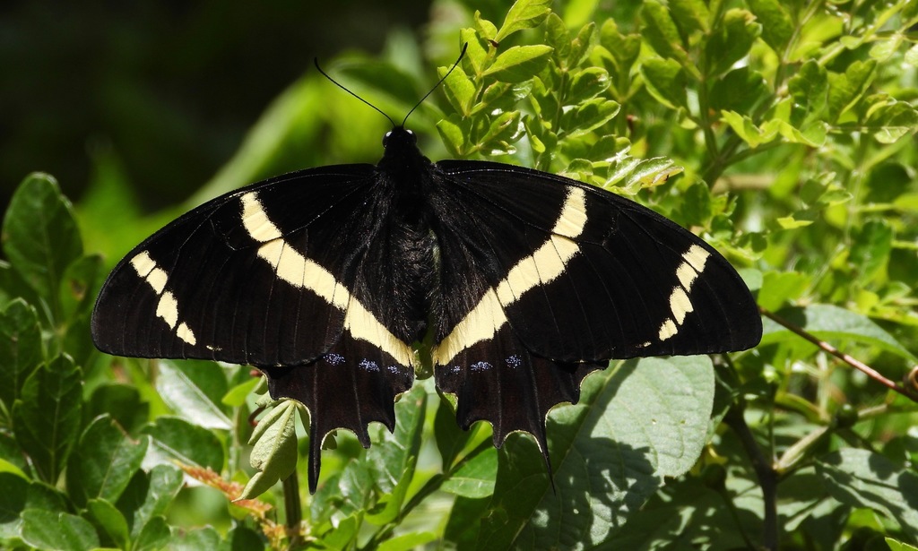 Magnificent Swallowtail