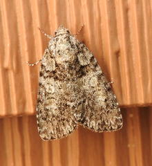 Acronicta tristis