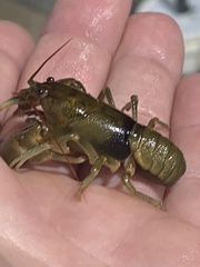 Cambarus andersoni