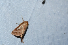 Fagitana littera