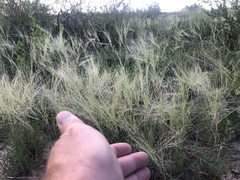 Scleropogon brevifolius