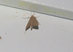 Sericoplaga externalis
