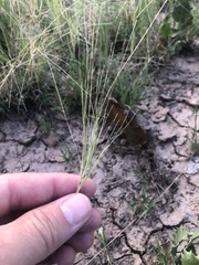 Scleropogon brevifolius