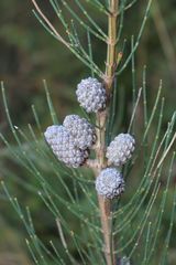 Allocasuarina striata