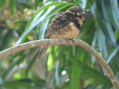 Hypnelus ruficollis