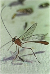 Dicamptus fuscicornis