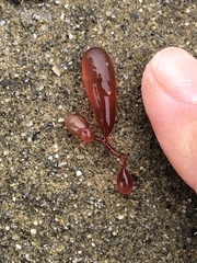 Botryocladia pseudodichotoma