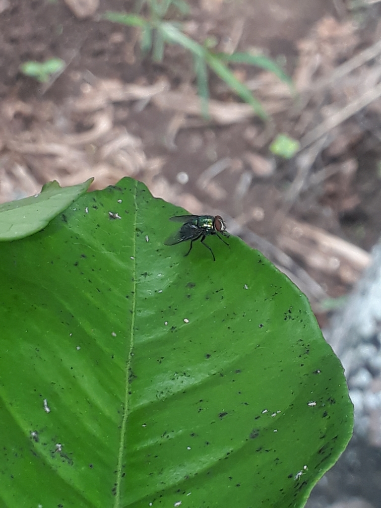 Lucilia setosa