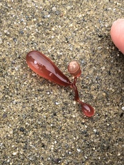 Botryocladia pseudodichotoma