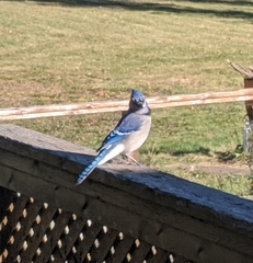 Cyanocitta cristata image