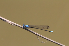 Argia apicalis