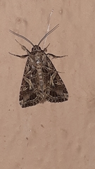 Spodoptera litura