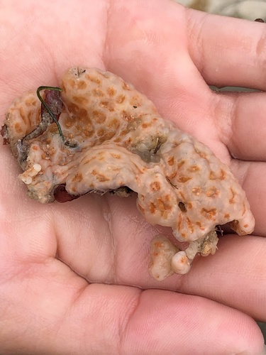 photo of Pacific Sea Pork (Aplidium californicum)