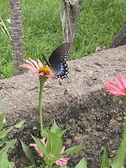 Papilio troilus