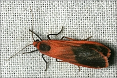 Scoliacma bicolora