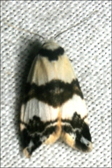 Thallarcha albicollis