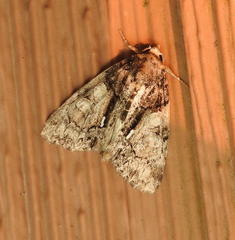 Chytonix palliatricula