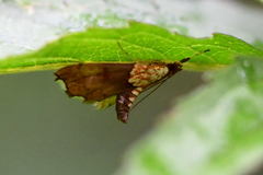 Agrotera nemoralis
