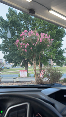 Lagerstroemia indica