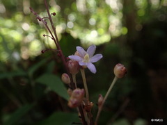 Burmanniaceae