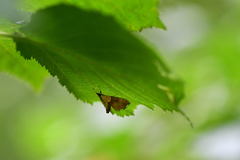 Agrotera nemoralis