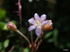 Burmanniaceae