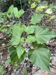 Matelea edwardsensis