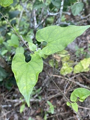 Matelea edwardsensis