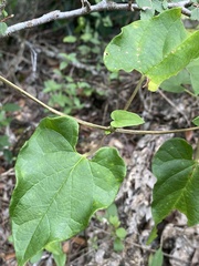 Matelea edwardsensis