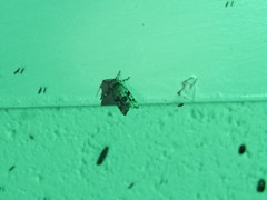 Emarginea percara