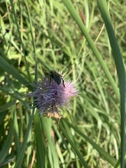 Anthophora occidentalis