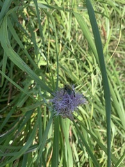 Anthophora occidentalis