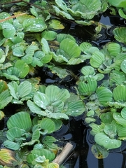 Pistia stratiotes image