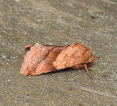 Pyrrhia exprimens