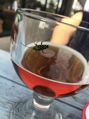 Placosternus difficilis