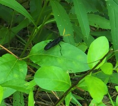 Gnamptopelta obsidianator