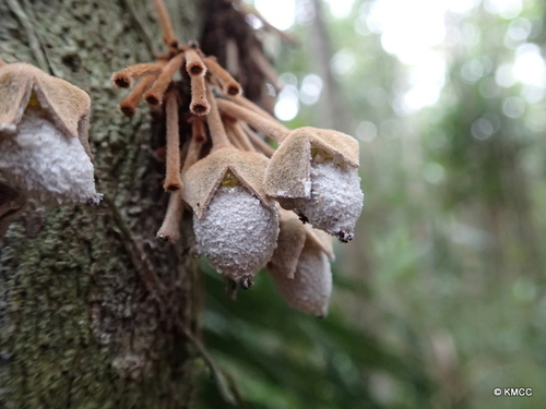 Diospyros velutipes