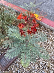 Caesalpinia