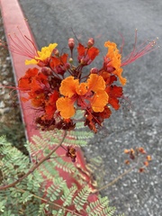 Caesalpinia