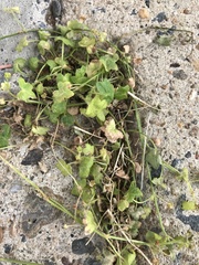 Hydrocotyle acutiloba