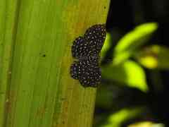Napaea actoris