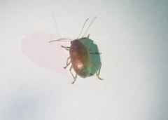 Colaspis brunnea