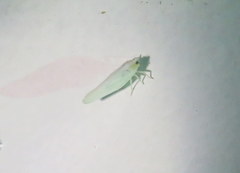 Neocenchrea heidemanni