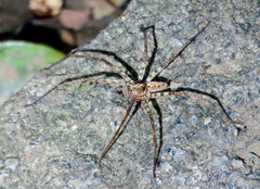 Heteropoda amphora
