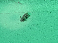 Emarginea percara