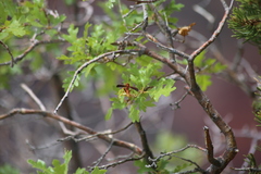 Polistes kaibabensis